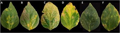 A Virus Infecting Hibiscus rosa-sinensis Represents an Evolutionary Link Between Cileviruses and Higreviruses